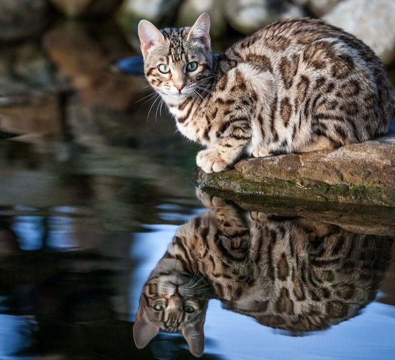 cat by water